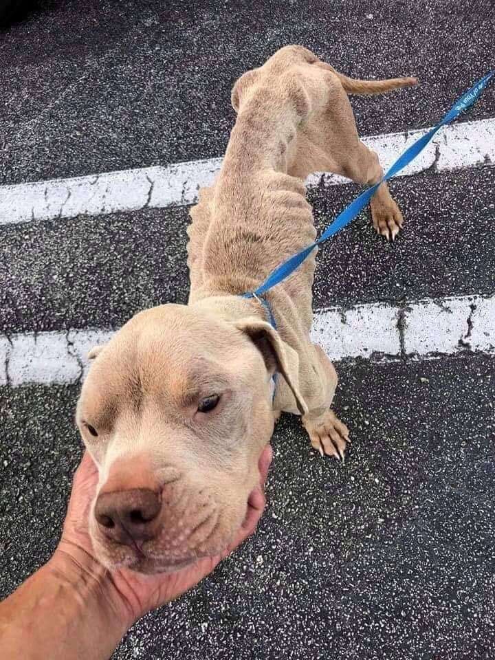 Emaciated dog on leash