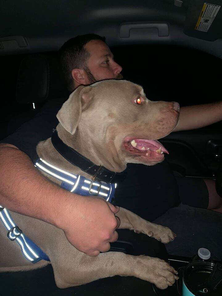 Pit bull mix sitting in car with dad