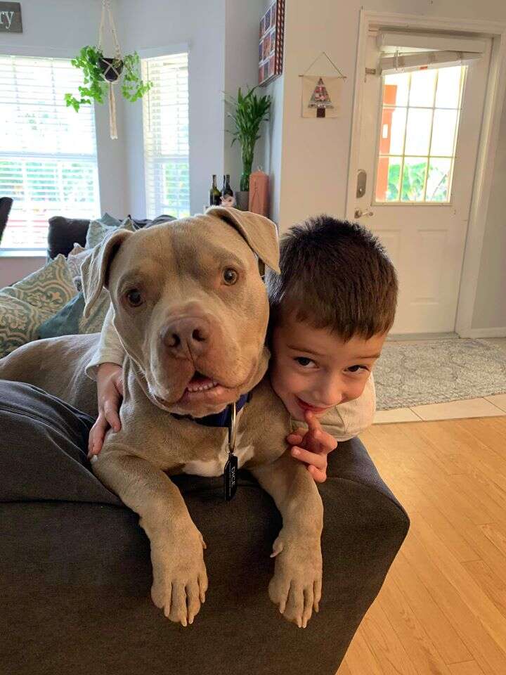 Little boy on couch with pit bull
