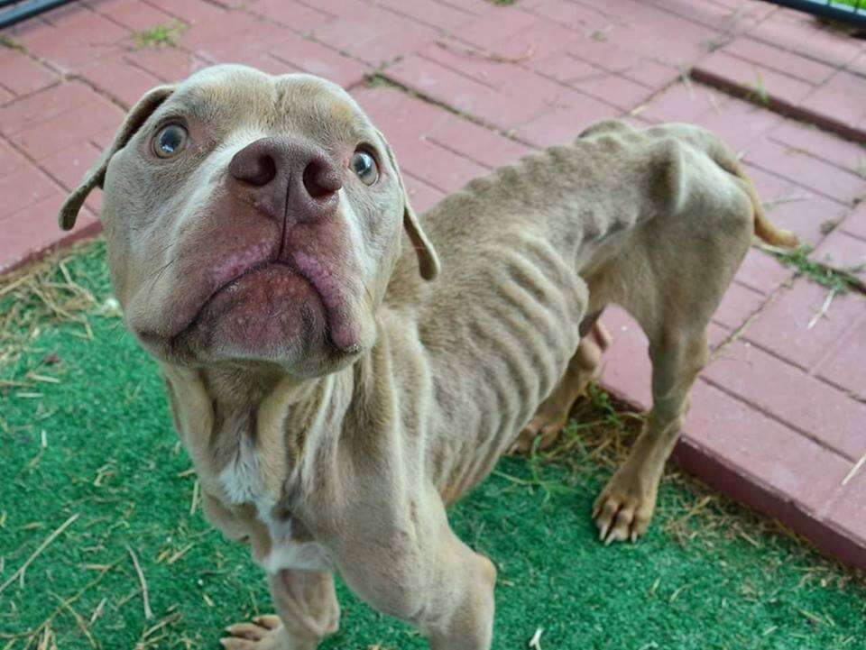 Emaciated pit bull mix