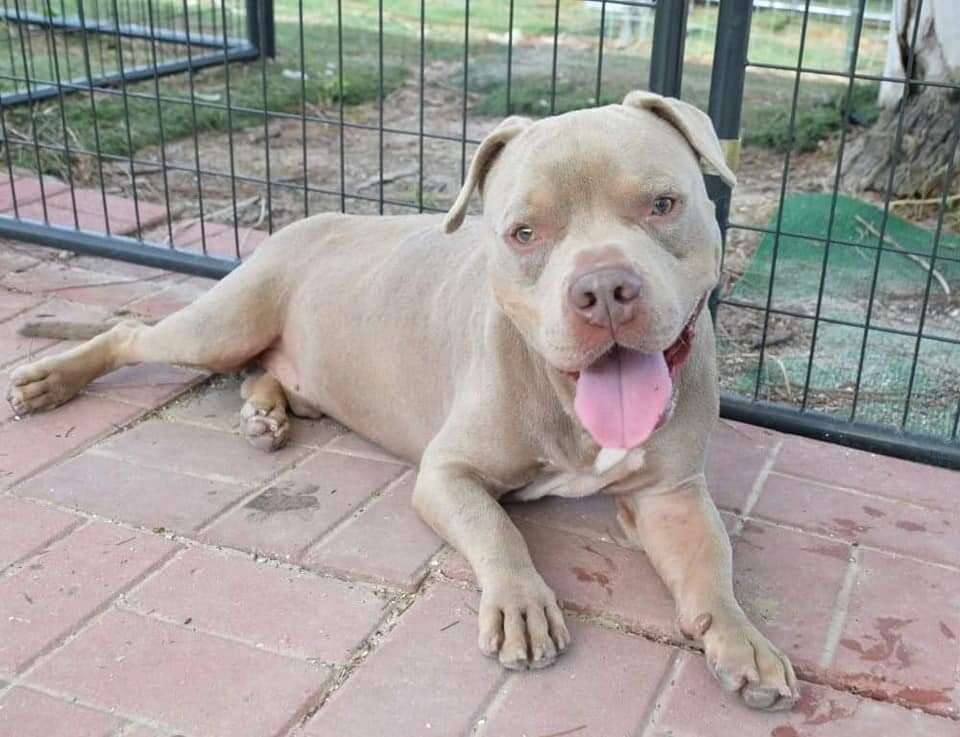 Healthy looking pit bull mix
