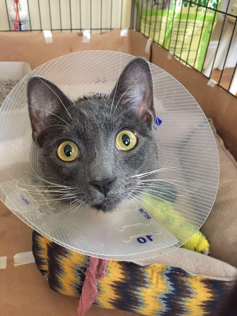Injured cat with cone around her head
