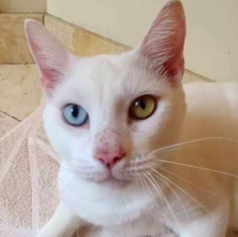 cat rescue cotton florida