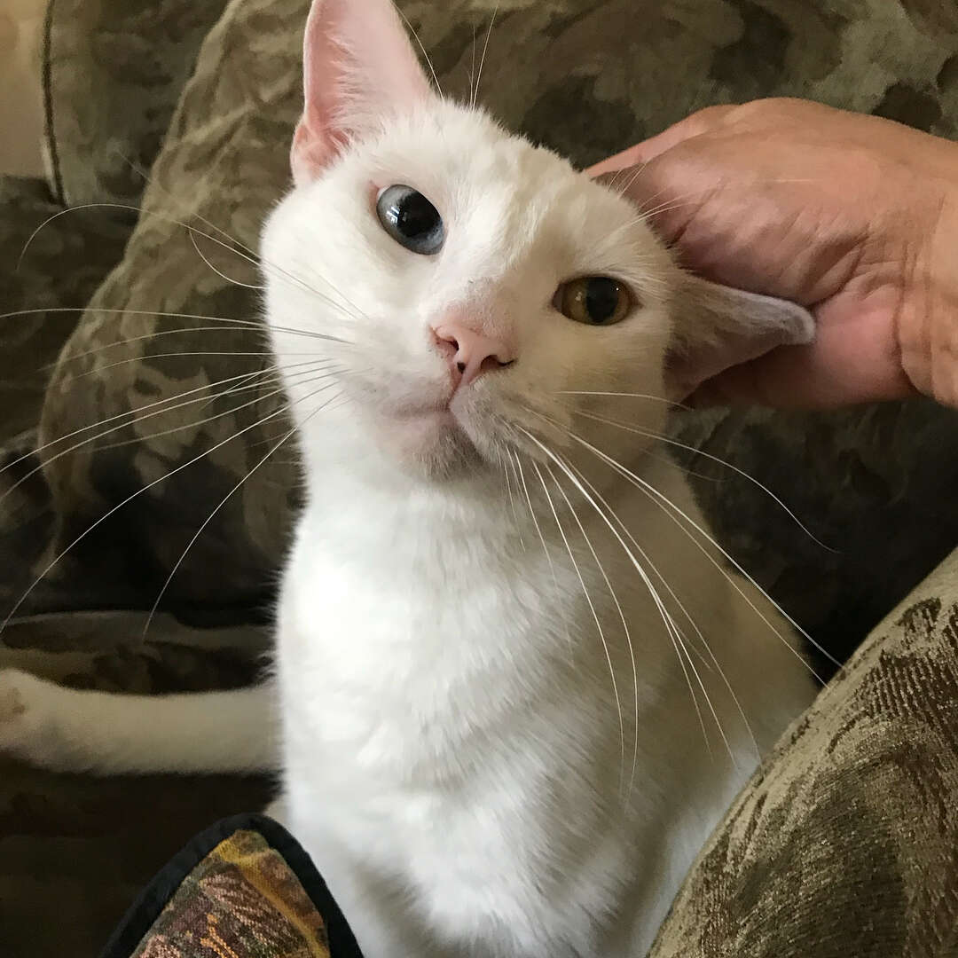cat mange infected
