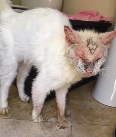 cat rescue cotton