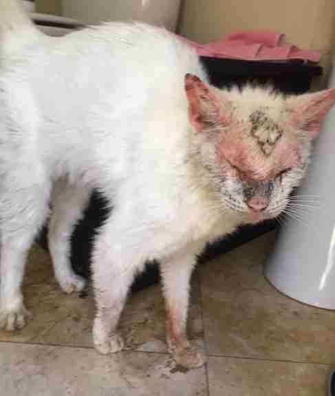'Blind' Rescue Cat With Mange Makes Incredible Recovery - The Dodo