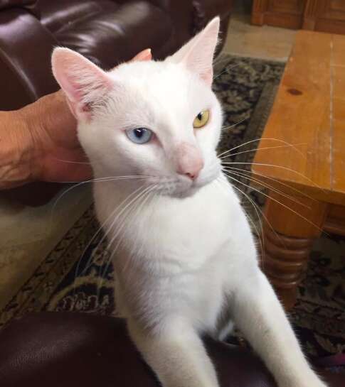 cat rescue florida cotton
