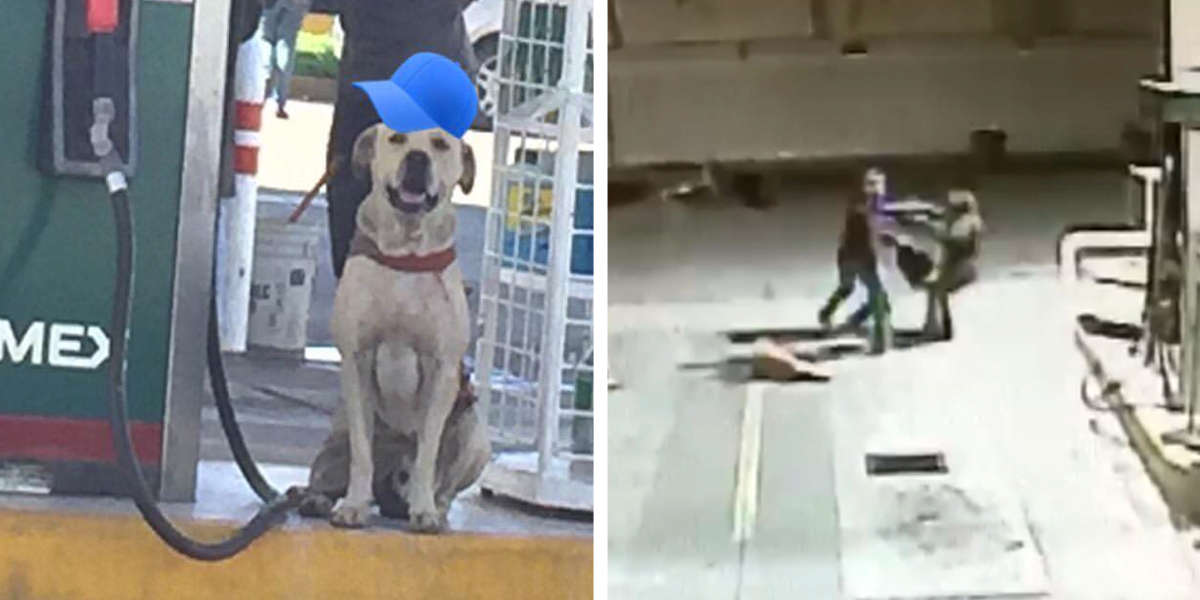Stray Dog Adopted By Gas Station Rushes To The Rescue During Armed Robbery