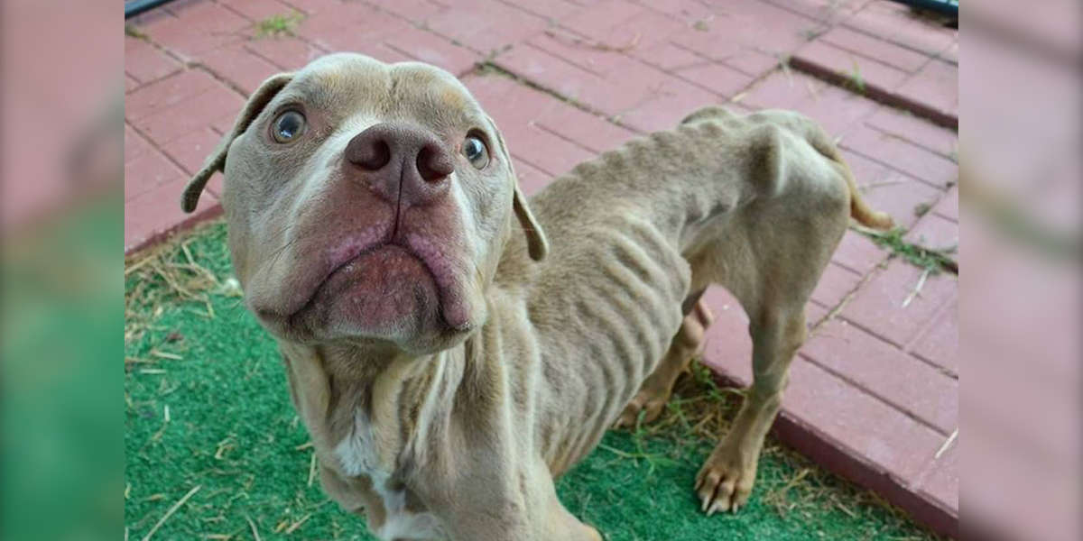 Pit Bull Abandoned In Cage Makes Incredible Transformation - The Dodo