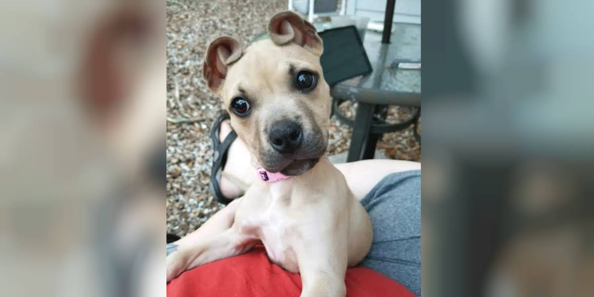 Rescue Puppy From Georgia Has Cutest 'Cinnamon Roll' Ears - The Dodo