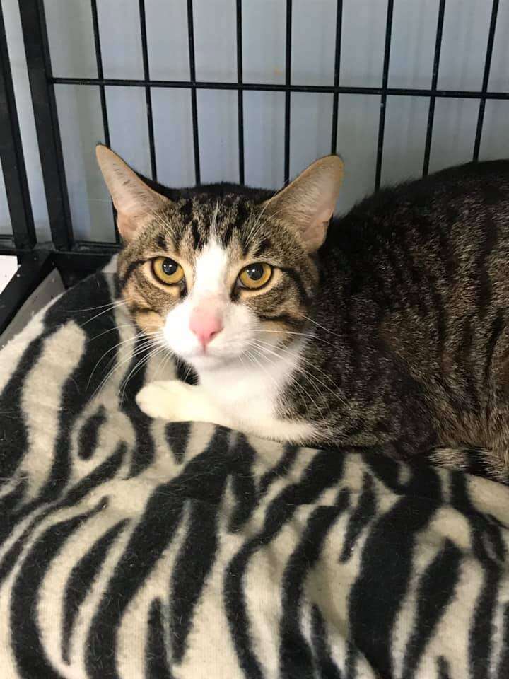 Cat abandoned in animal rescue's parking lot 