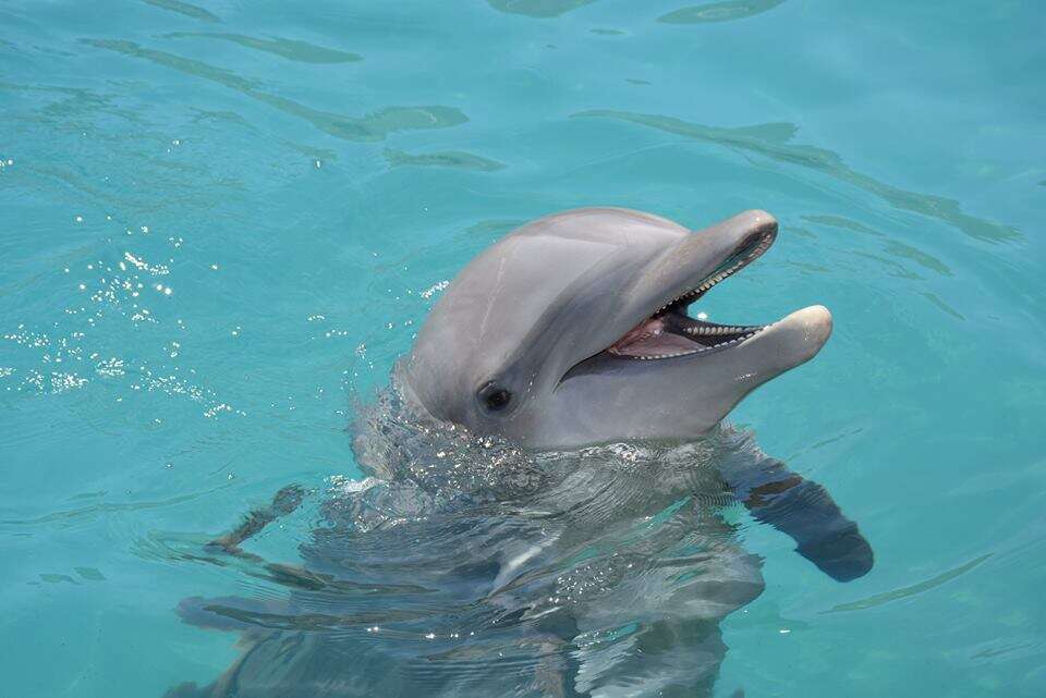 Captive dolphin in pool