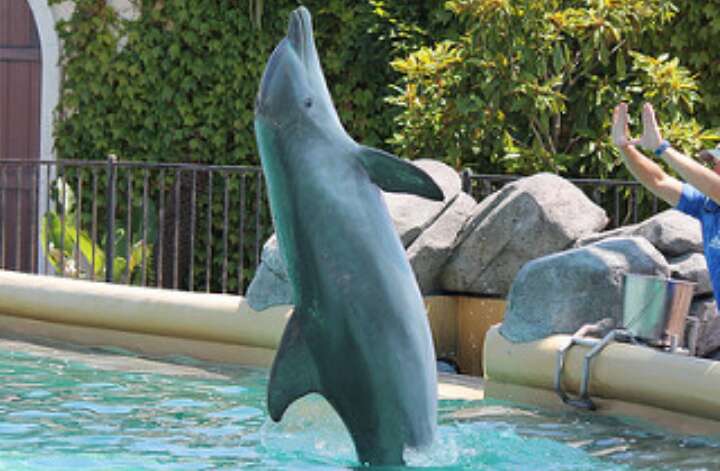Dolphin performing at theme park