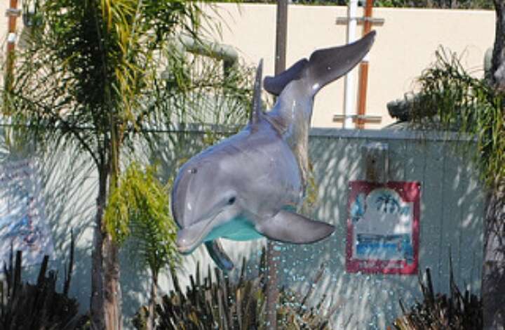 Dolphin performing at theme park