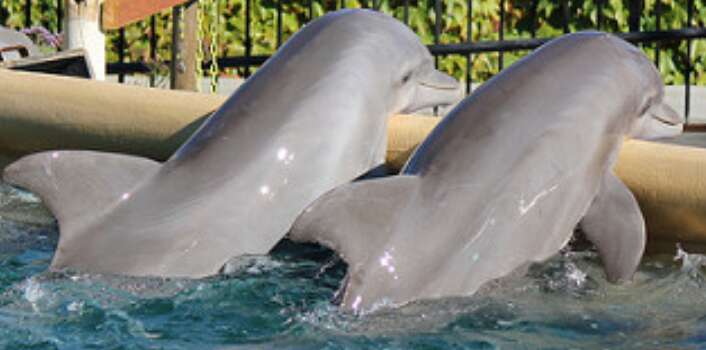 Dolphins siting next to each other in pool