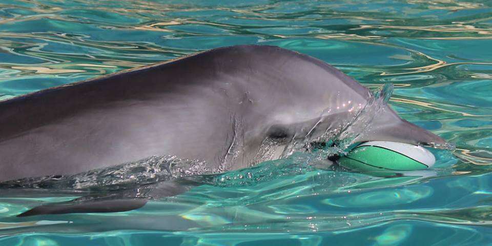 Captive dolphin playing with toy