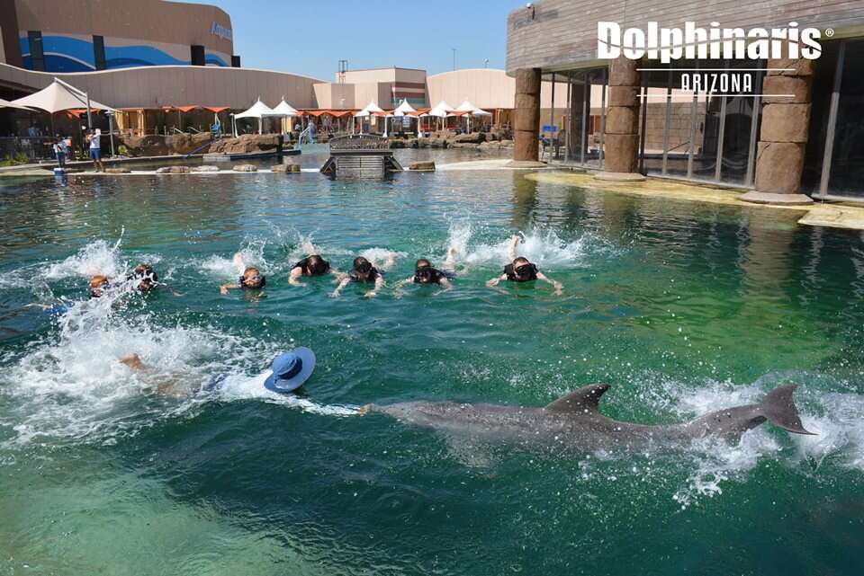 People participating in swim with the dolphin program