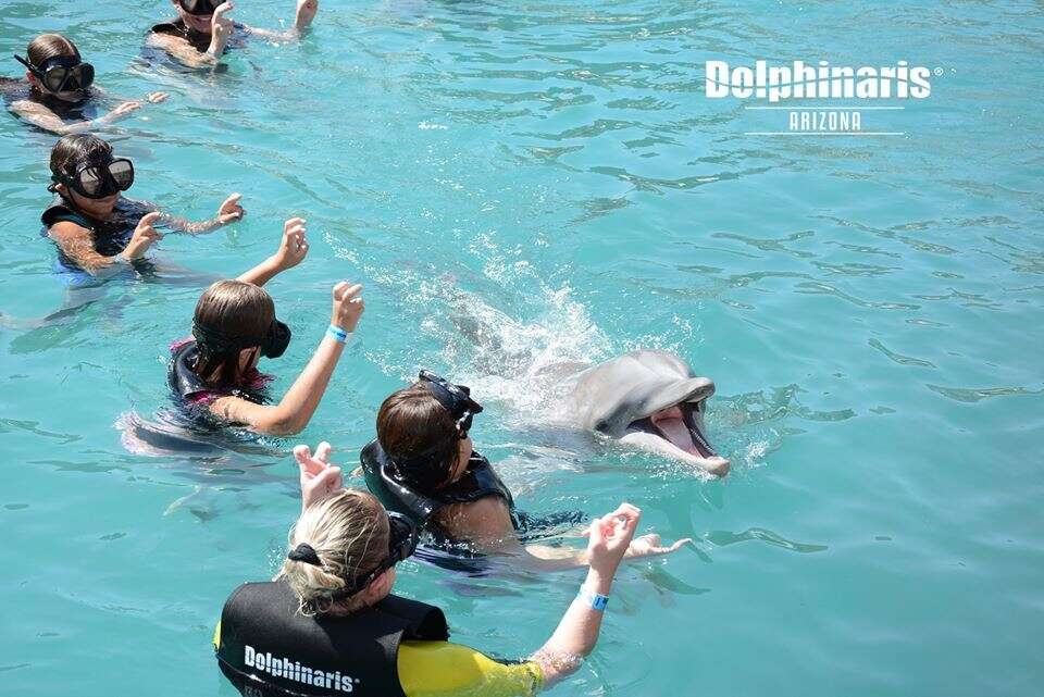 Children swimming with captive dolphin