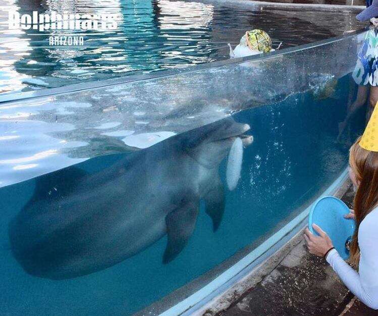 People looking at captive dolphin in tank
