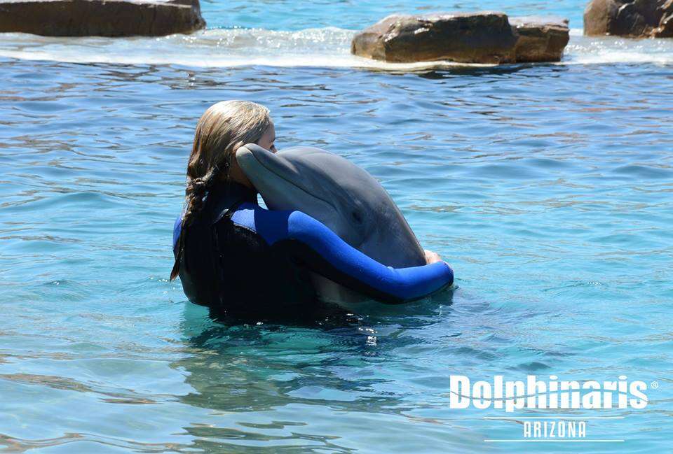 Person hugging captive dolphin