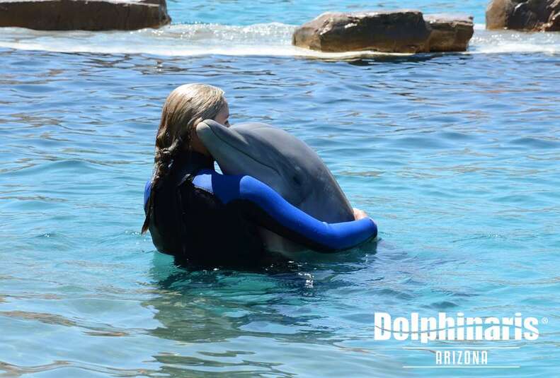 Person hugging captive dolphin