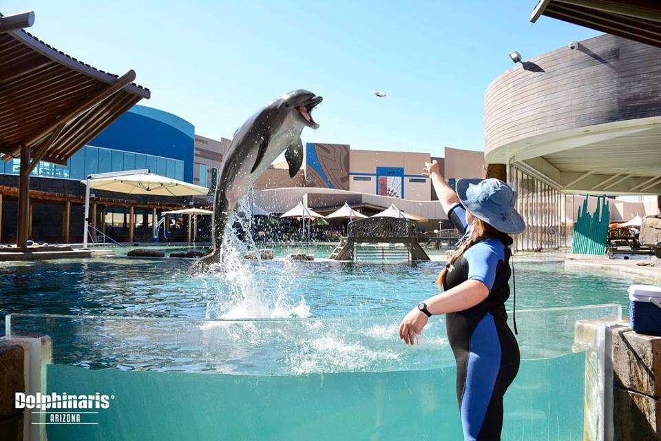 Trainer throwing food to captive dolphin