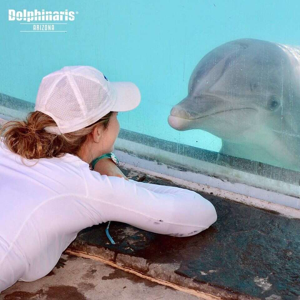 Woman watching captive dolphin through glass