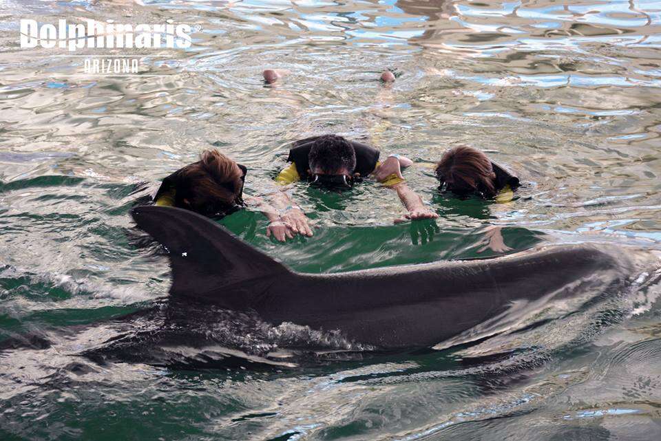 People in water with captive dolphin