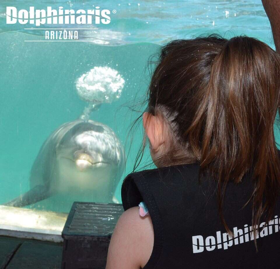 Woman looking at captive dolphin in tank