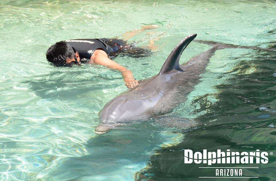 Person swimming with captive dolphin