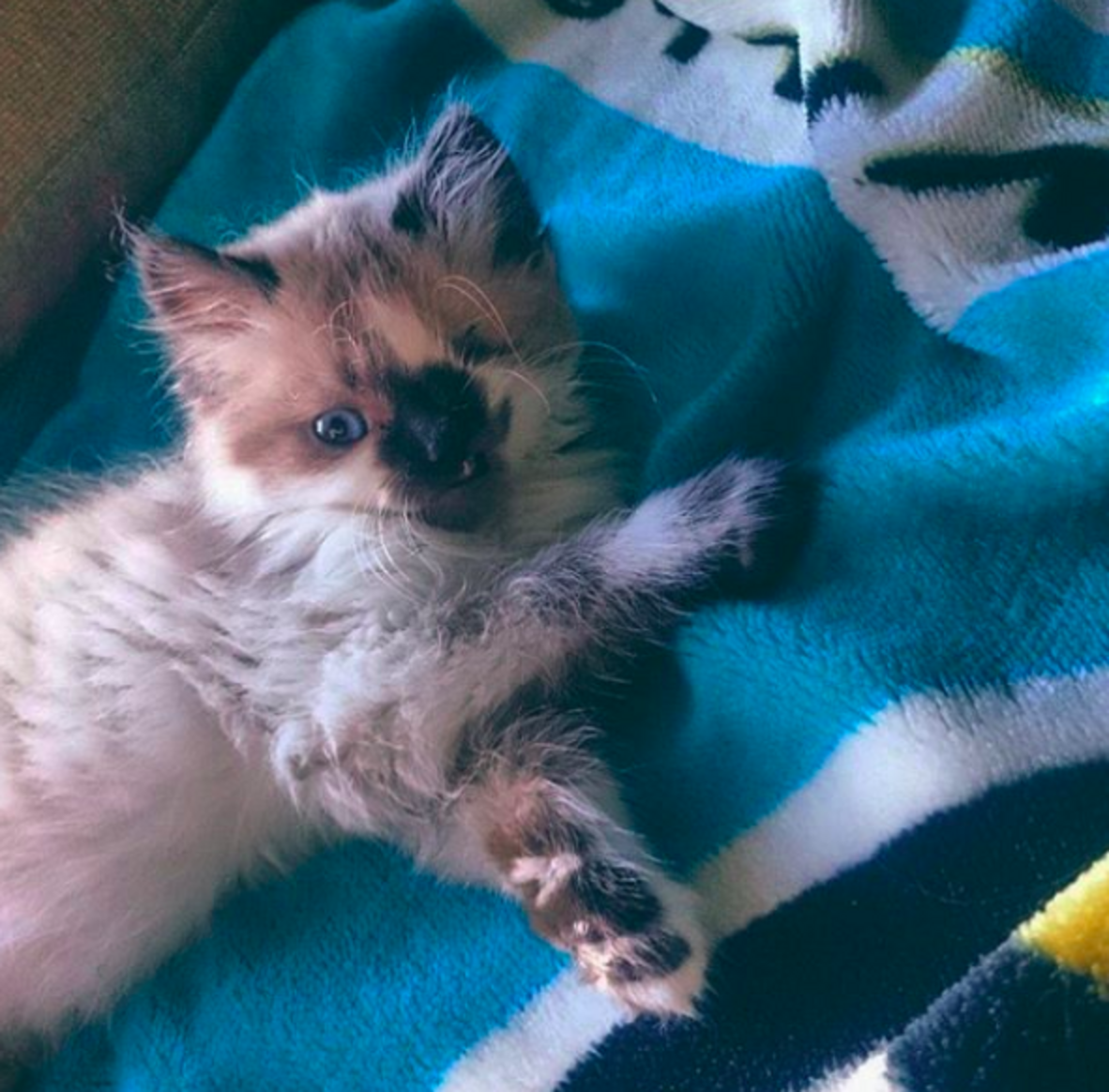 Special Needs Rescue Cat Finds Mom Who Loves Him So Much The Dodo