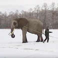 Captive elephant pulling kids on sled
