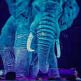 elephant circus holograph