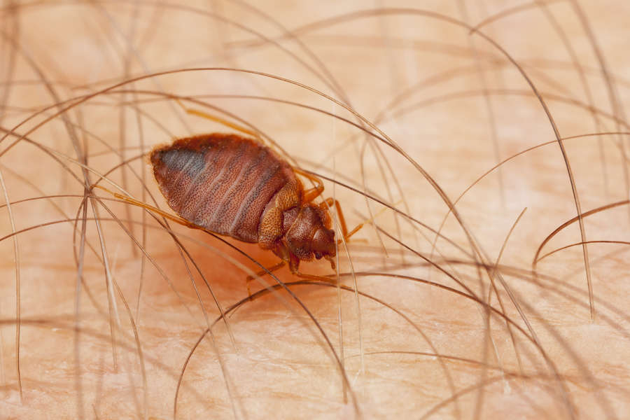 Most Bed Bug Infested Cities in America in 2019, Ranked Thrillist