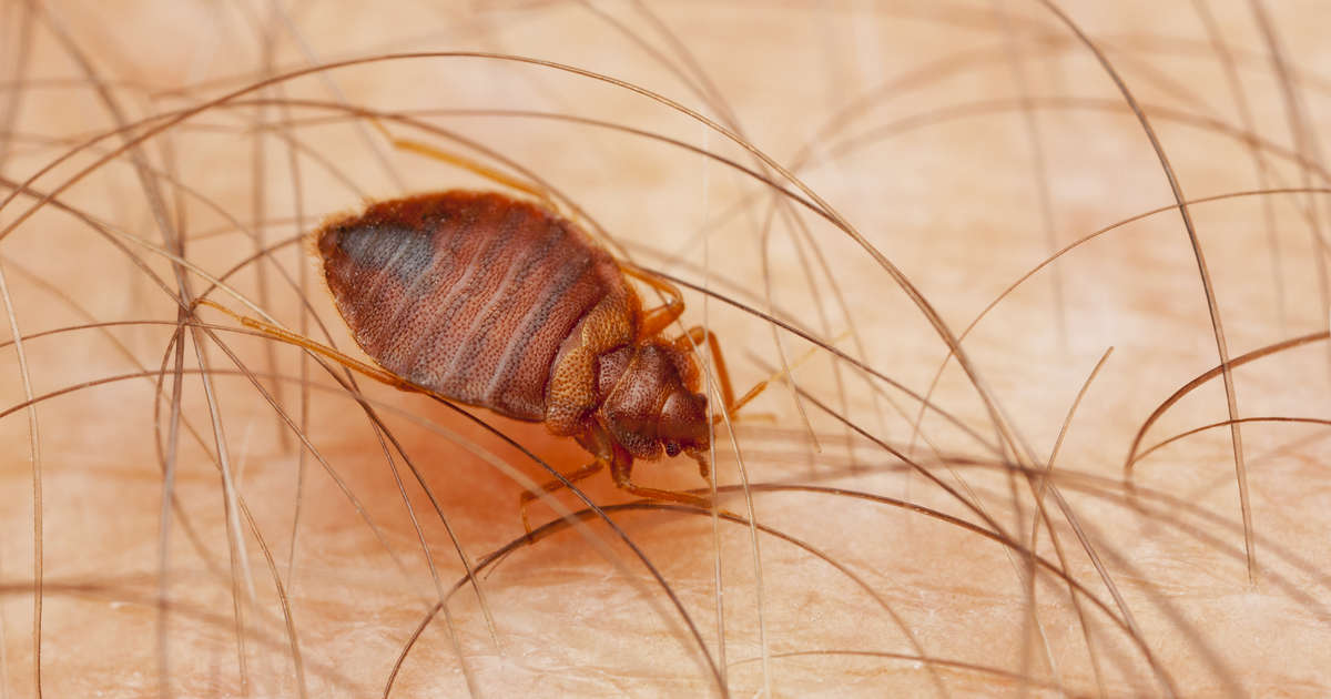 Most Bed Bug Infested Cities In America In 2019, Ranked - Thrillist