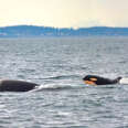 Newborn baby orca seen swimming with Southern Resident Killer Whales 
