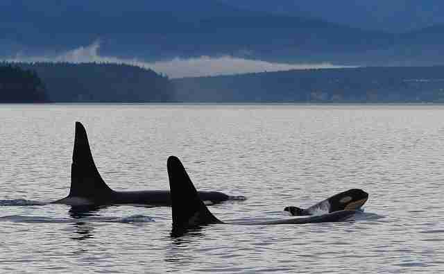New Baby Orca Born To Endangered Southern Resident Killer Whale