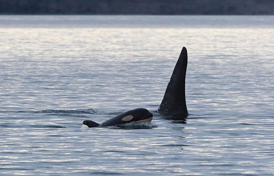 New Baby Orca Born To Endangered Southern Resident Killer Whale Pod ...