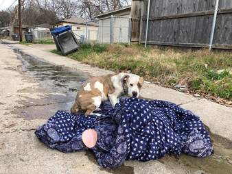 Abandoned dog lying on old blanket