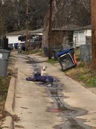 Abandoned dog sitting in Dallas alleyway