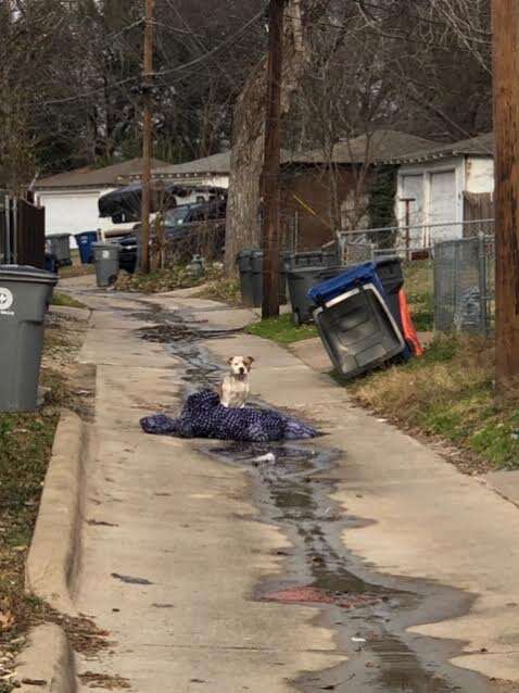 Abandoned dog sitting in Dallas alleyway