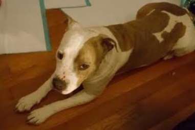 Shy dog lying on floor