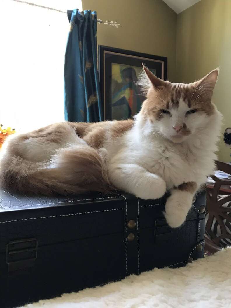 Cats left by Pet Valu with desperate note