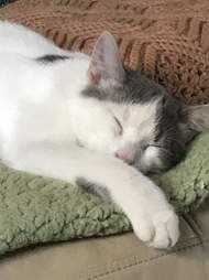 Cats left by Pet Valu with desperate note
