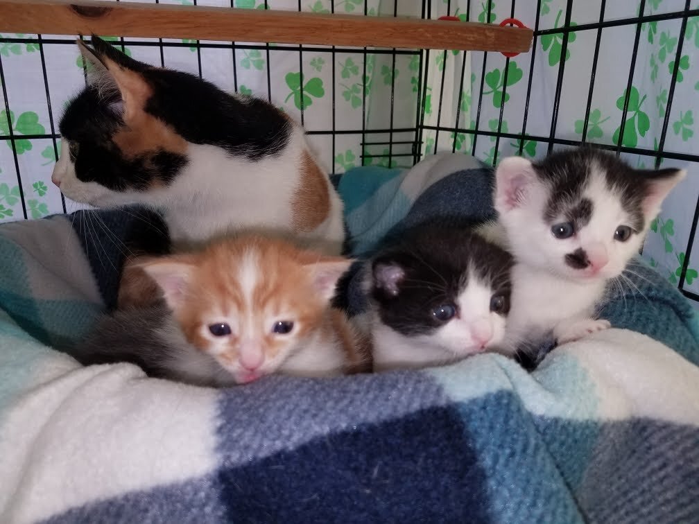 Cats And Kittens Left Outside Pet Valu Have A Heartbreaking Story The Dodo