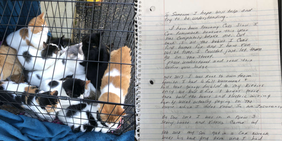 Cats And Kittens Left Outside Pet Valu Have A Heartbreaking Story The Dodo