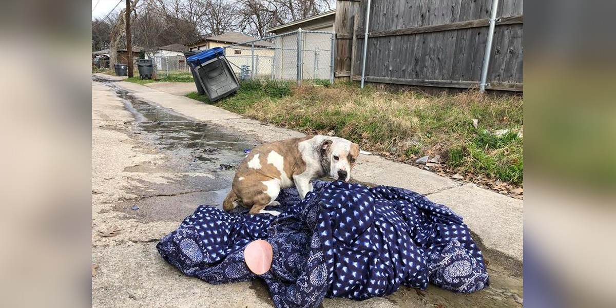 Dog Abandoned With Her Blanket In Dallas On New Year’s Eve The Dodo