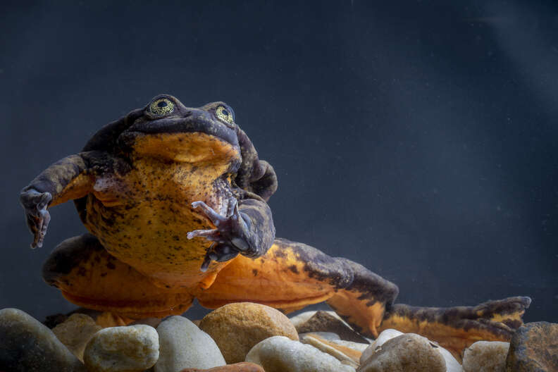 Romeo the loneliest frog on the planet