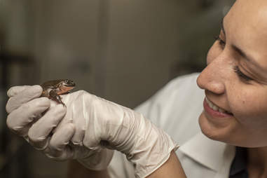 Juliet the endangered frog who was found as mate for Romeo