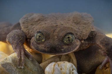 Juliet the frog
